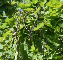 Indian Bean-tree
