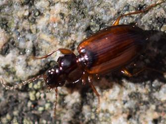 Trechus quadristriatus