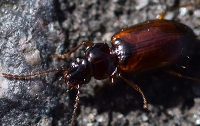 Trechus quadristriatus