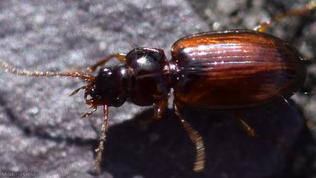 Trechus quadristriatus