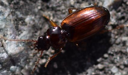 image for Trechus quadristriatus