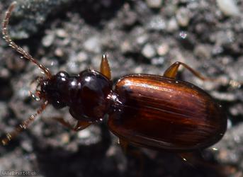 Trechus quadristriatus