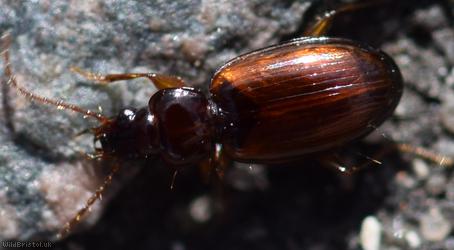 Trechus quadristriatus