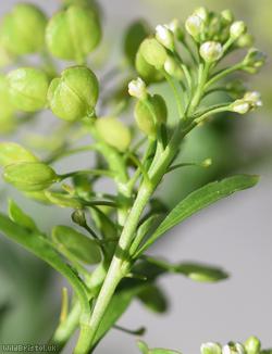 Least Pepperwort