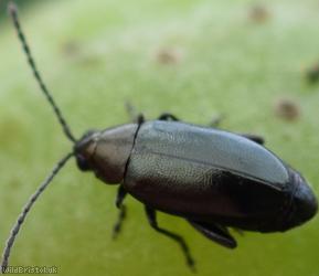 Turnip Flea Beetle?