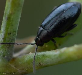 Turnip Flea Beetle?