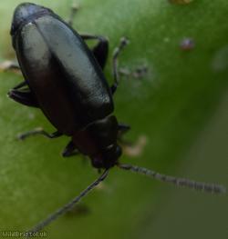 Turnip Flea Beetle?