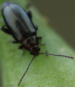Turnip Flea Beetle?