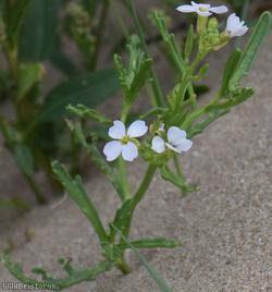Sea Rocket