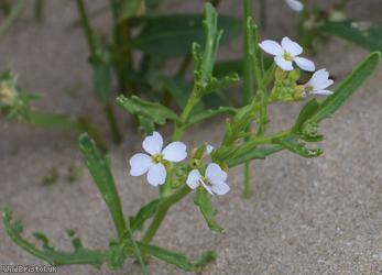 Sea Rocket