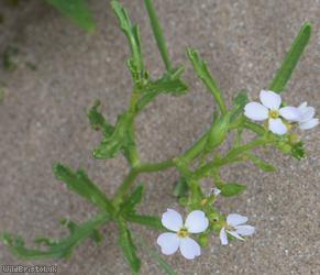 Sea Rocket
