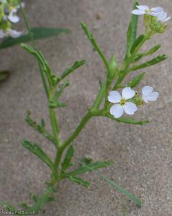 Sea Rocket