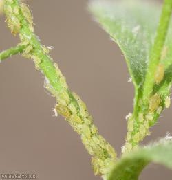 Ornate Aphid