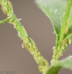 Ornate Aphid