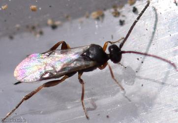 Microgastrinae Unidentified 4