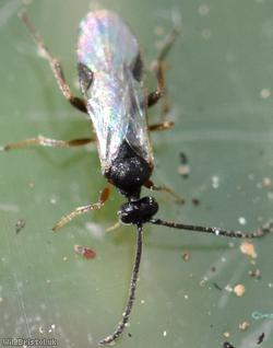 Microgastrinae Unidentified 4