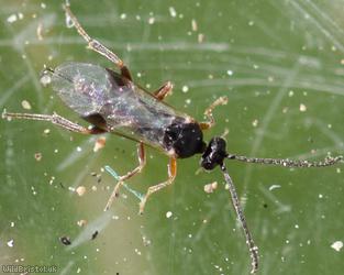 Microgastrinae Unidentified 4