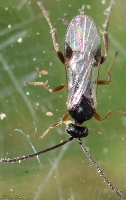 Microgastrinae Unidentified 4