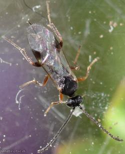 Microgastrinae Unidentified 4