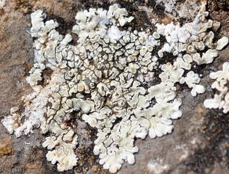 Chewing Gum Lichen