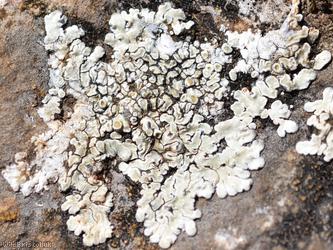Chewing Gum Lichen
