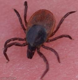 image for Ticks