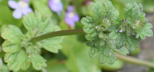 Henbit Dead-nettle