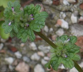 Henbit Dead-nettle