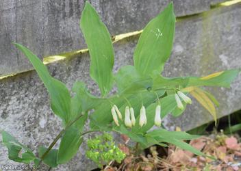 Garden Solomon's-seal