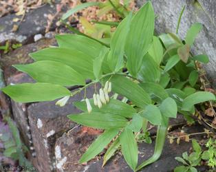 Garden Solomon's-seal