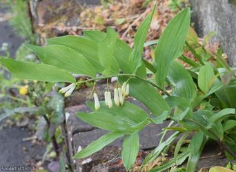 Garden Solomon's-seal