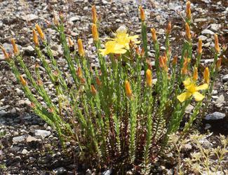 Olympic St John's-wort