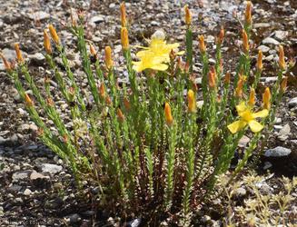 Olympic St John's-wort