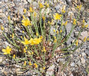Olympic St John's-wort
