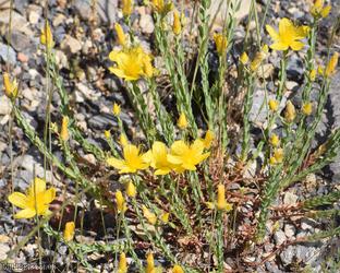 Olympic St John's-wort