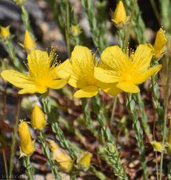 Olympic St John's-wort
