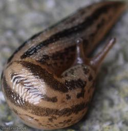 Balkan Threeband Slug