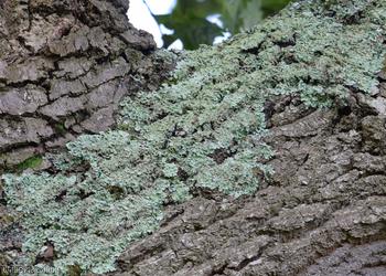 image for Common Green Shield Lichen