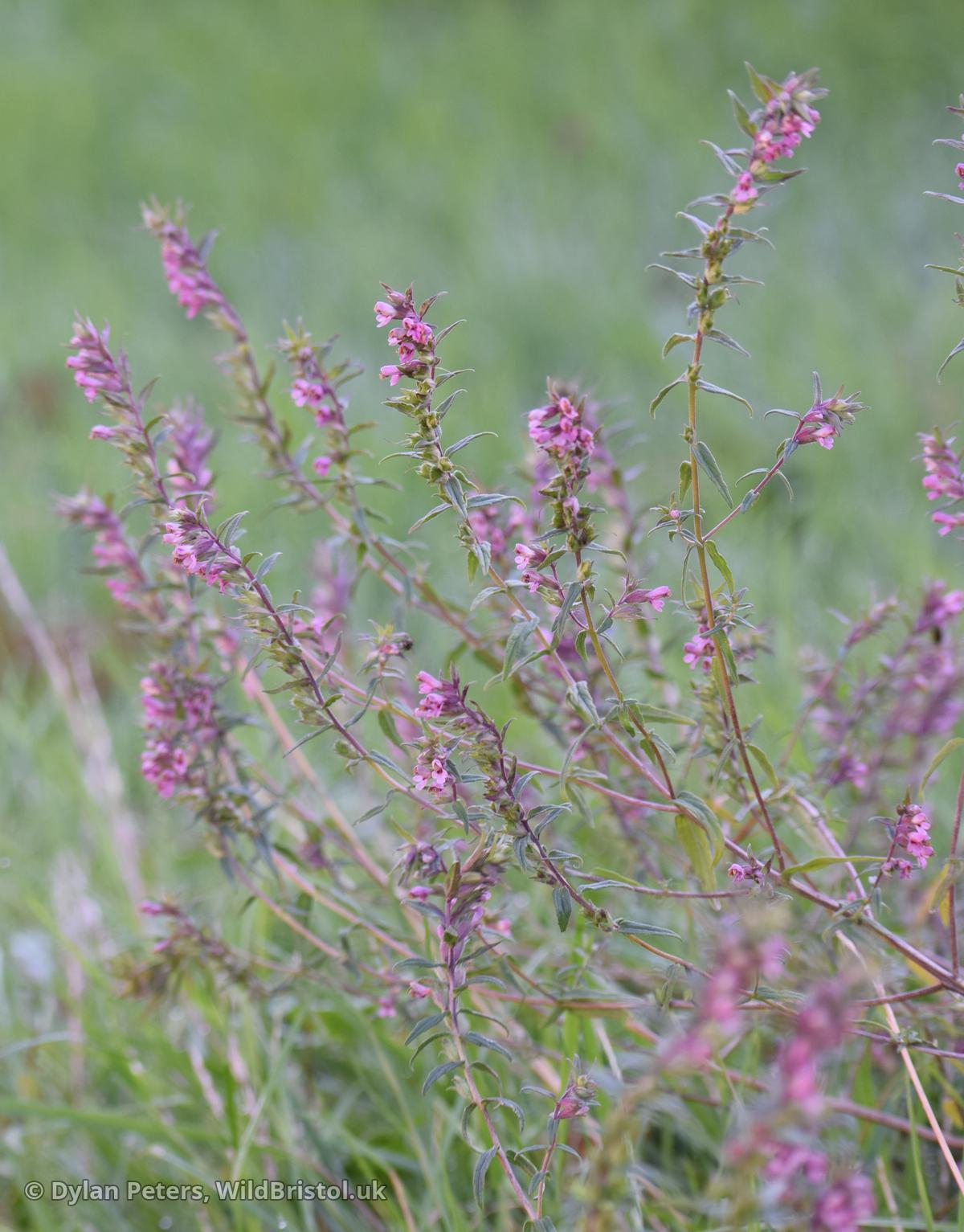 Red Bartsia (Odontites vernus subsp. serotinus) - two plants of this species which are semi-parasitic on the roots of grasses (a bit like Yellow Rattle), appeared on Horfield Common in 2024 for the first time after an area was left to grow long. The seeds must have been laying dormant for decades.