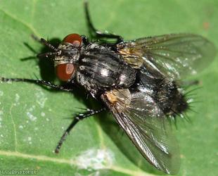 Bristly-winged Voria