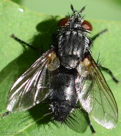 Bristly-winged Voria