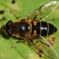 Stripe-faced Dronefly