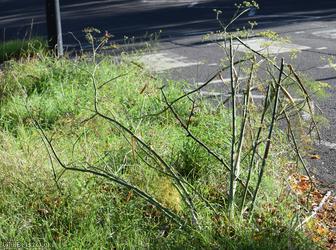 Fennel