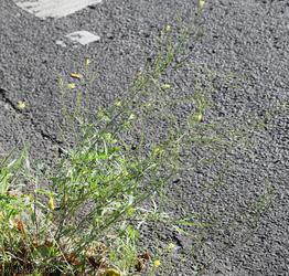 Perennial Wall-rocket