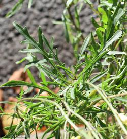 Perennial Wall-rocket