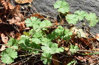 Round-leaved Crane's-bill