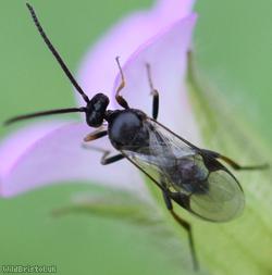 image for Microgastrinae Unidentified 1