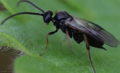 Microgastrinae Unidentified 1