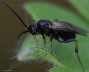 Microgastrinae Unidentified 1