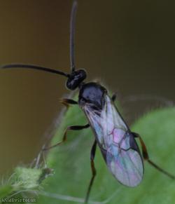 Microgastrinae Unidentified 1